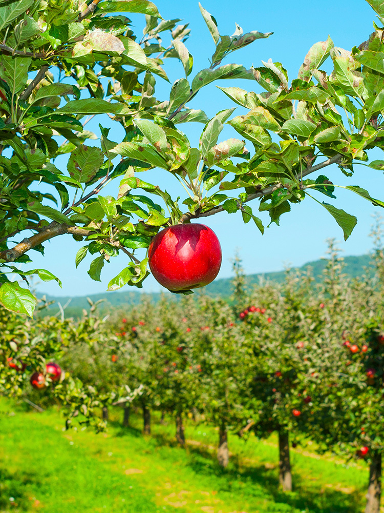 Wander Through Apple Orchards
